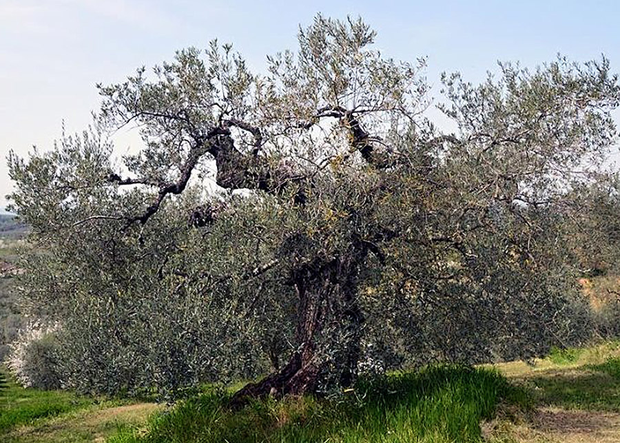 Foto di un ulivo secolare